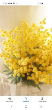 ナナ