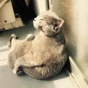 カタツムリの画像