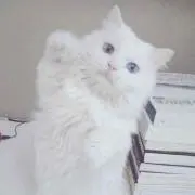 ねこ