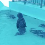 すずりんの画像
