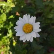 たんたんの画像