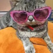 Tの画像