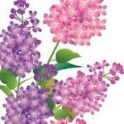 さっこの画像