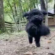 ちゃゆ