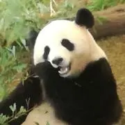 パンダやさぐれの画像