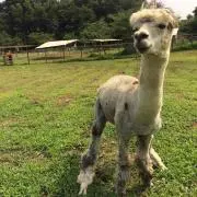 カボチャアタマの画像