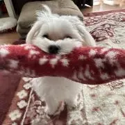 ぽん