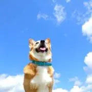 猫とサイの画像