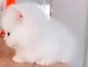 紫陽花
