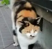 DekaMikeの画像