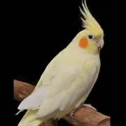 ひつじの画像