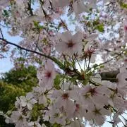 ましゅまろん。