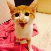 黒猫の画像