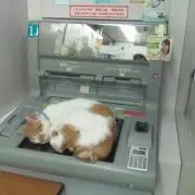 かつおぶし