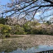 Tの画像