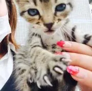 ヨコヤン