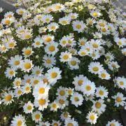 ☆ぶぅ☆