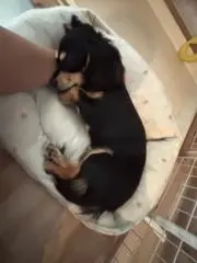 ぽてと