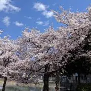 はなの画像