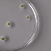 えまま