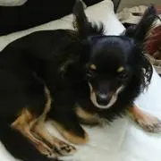 nao