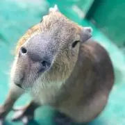 yacci