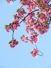 くり