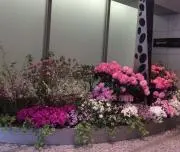 アン