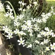 そらしど♪の画像