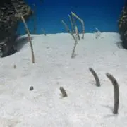 ASの画像