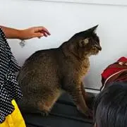 おくら
