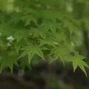 ちびの画像