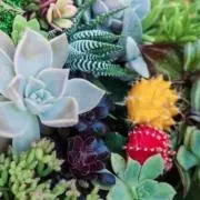 オハナ☆