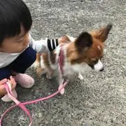 ほたて(๑ت๑)ノの画像
