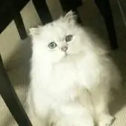 nsの画像