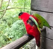 Akiの画像