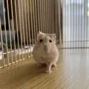 ままにんじんの画像