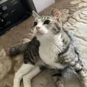 gantaの画像