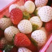 みぃの画像