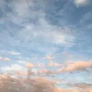 camomileの画像