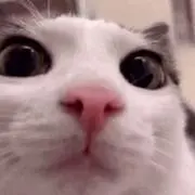 にゃーごの画像