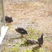 いちごの画像