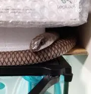 くーたんの画像