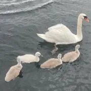 十夢の画像