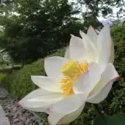 Kemuriの画像