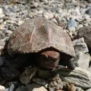 健康志向ですの画像
