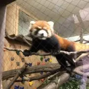こんの画像