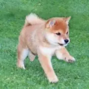 nobutabestの画像
