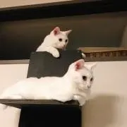 ucoの画像