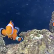 さかなの画像